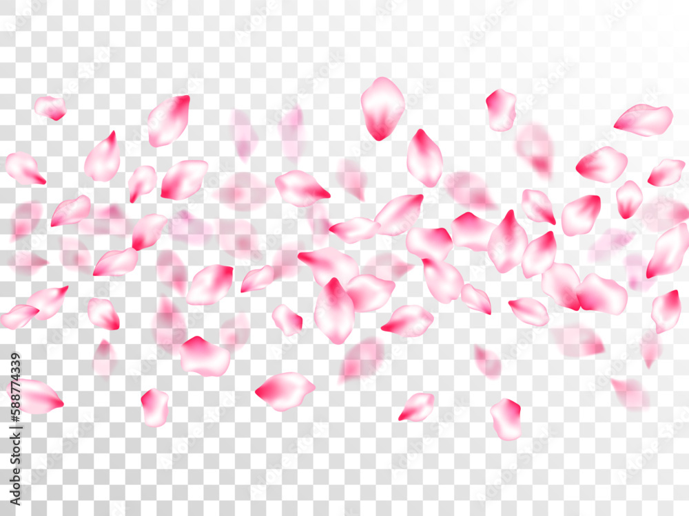 Pink cherry blossom petals isolated