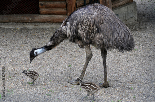Emu (Dromaius novaehollandiae) father with young a few days old 