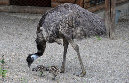 Emu (Dromaius novaehollandiae) father with young a few days old 