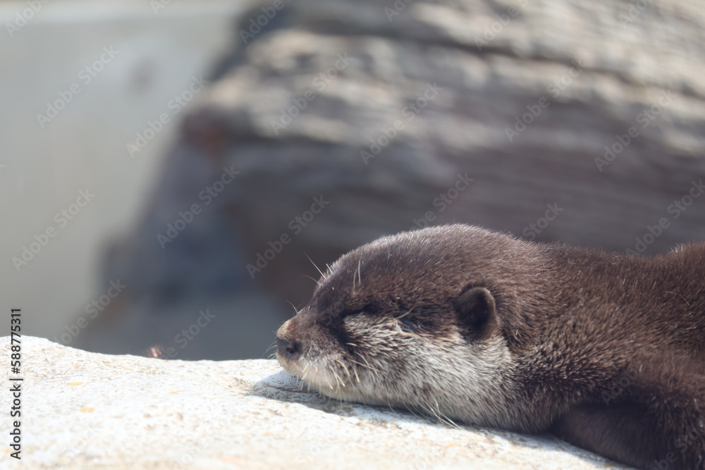 Naklejka premium otter on the rock