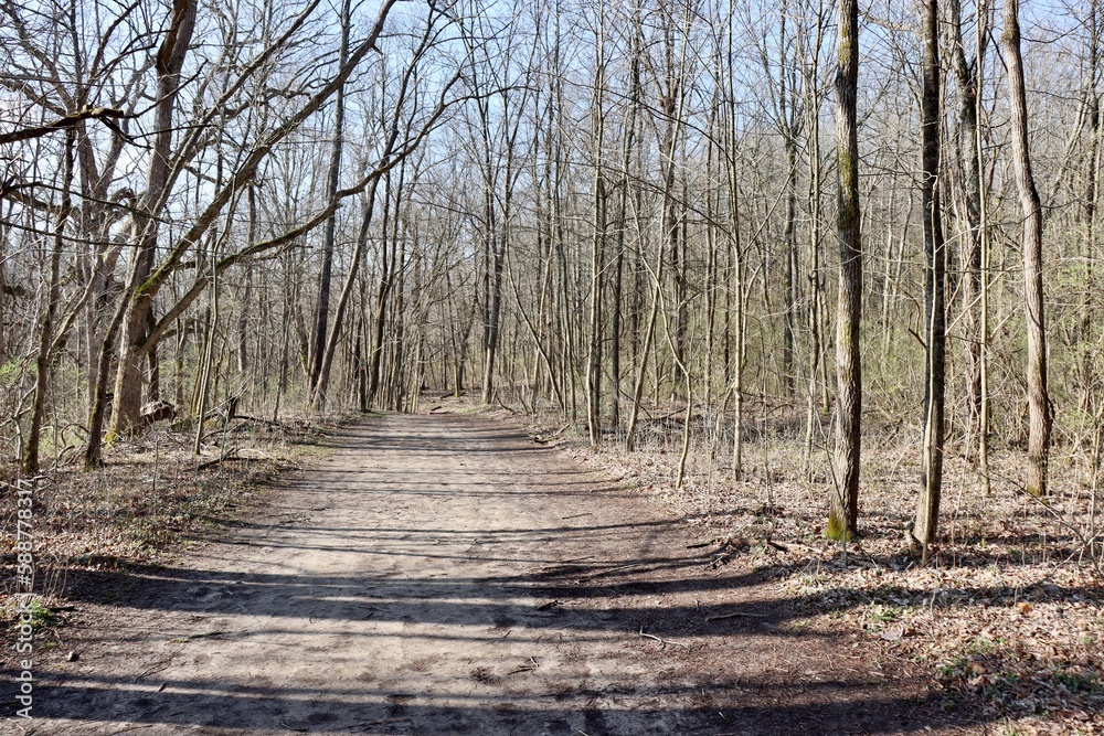 The dirt hiking trail on a sunny winter day. The dirt hiking trail on a sunny winter day.