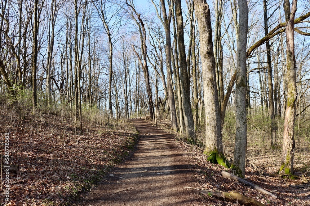 The long dirt hiking trail in the forest on a sunny day. The long dirt hiking trail in the forest on a sunny day.