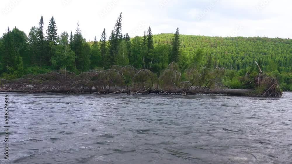 Huge 30-meter Siberian spruce trees were washed away by river during ...