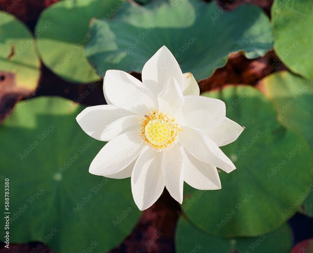 Nature photo: Lotus flowers. This is beautifull flowers.Time: Februar 19, 2023. Location: Ho Chi Minh City. Content: Lotus has both aroma and color, but the lotus scent is not too strong but gentle. Nature photo: Lotus flowers. This is beautifull flowers.Time: Februar 19, 2023. Location: Ho Chi Minh City. Content: Lotus has both aroma and color, but the lotus scent is not too strong but gentle.