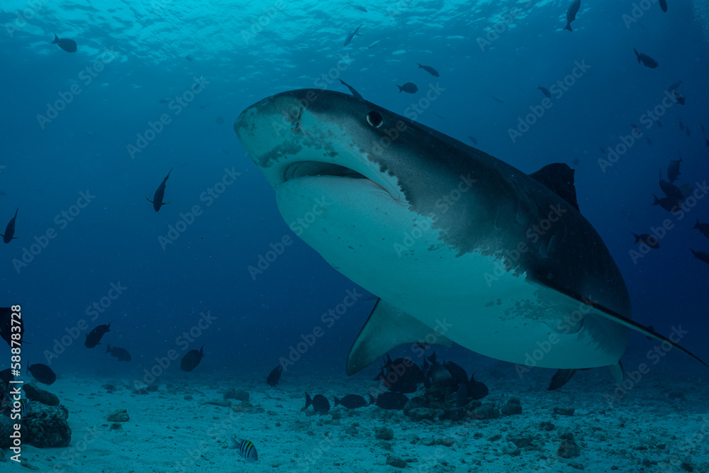 Fototapeta premium Tiger shark in the ocean