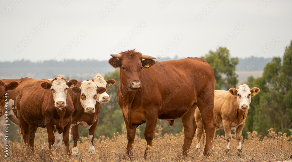 cattle in a field in chile