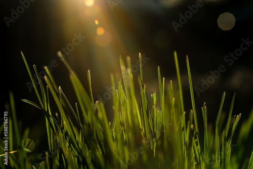 Spring and summer abstract nature background with grass and sun