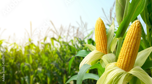 Corn cobs in corn plantation field.