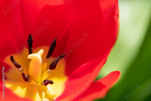 Macro photo of red tulip in the sunshine  photographed in a suburban garden in Pinner  northwest London UK.