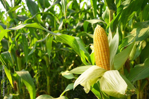Canvastavla Close-up corn cobs in corn plantation field.
