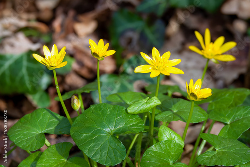 bright yellow flowers of the celandine fig buttercup
