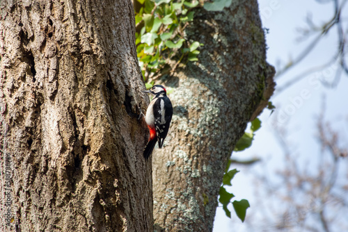 Great spotted woodpecker dendrocopos major perched on a tree trunk
