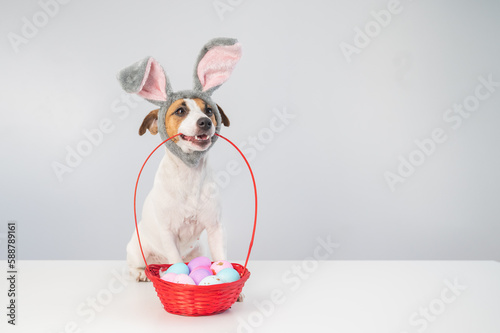 Canvas Print Cute jack russell terrier dog in a bunny rim next to holds a basket with painted easter eggs on a white background