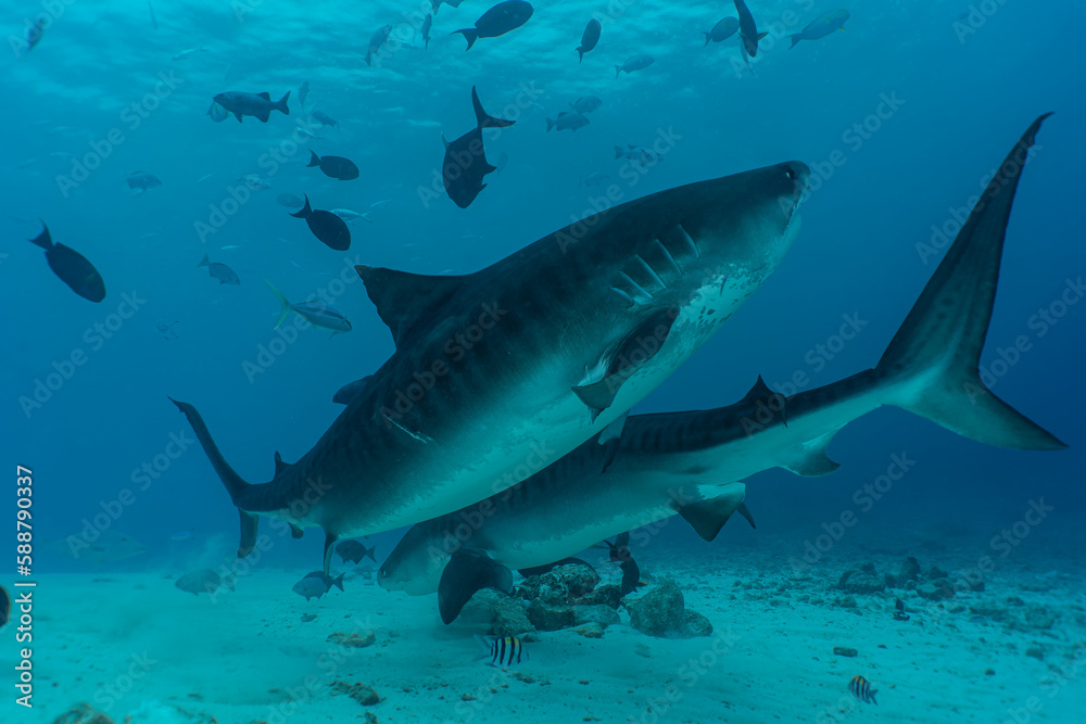 Two tiger sharks in the ocean, Maldives Two tiger sharks in the ocean, Maldives