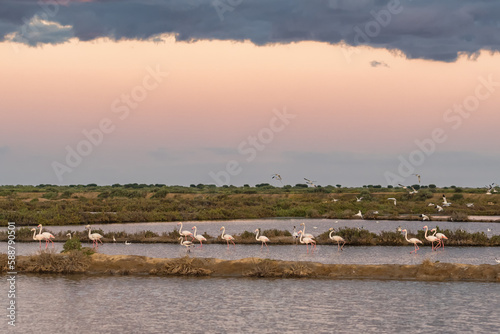 Konstfotografi Greater Flamingos in Ria Formosa national park, Algarve, Portugal