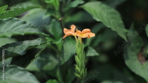 Close up of blooming crossandra flower in garden photo