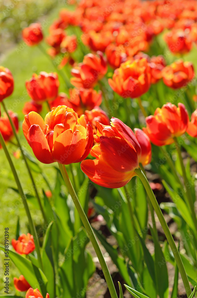 Obraz premium Red tulips on meadow