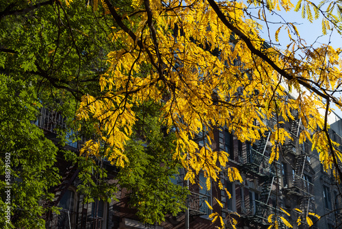 Colorful Trees during Autumn along a Row of Old Apartment Buildings in Greenwich Village of New York City
