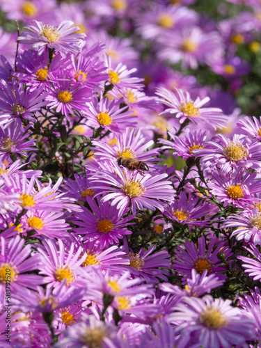 Floral background of purple aster alpine flowers  focus in the center