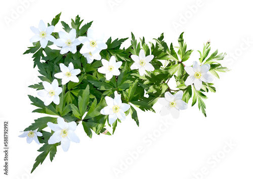 Fotografia, Obraz The wood anemone with leaves blooming in spring