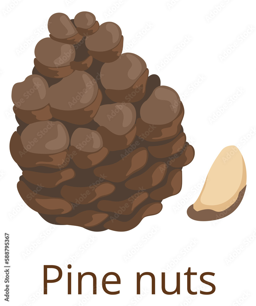 Pine nut icon. Cartoon healthy raw seed Pine nut icon. Cartoon healthy raw seed