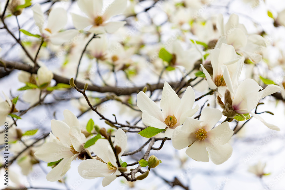 春の3月・昼間の皇居のお濠周りの歩道に咲くモクレンの花のアップ（東京都千代田区）