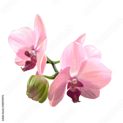 Watercolor illustration of the phalaenopsis orchid. Realistic colorful flower
