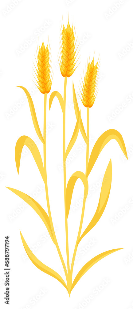 Yellow crop plant. Growing natural organic wheat Yellow crop plant. Growing natural organic wheat