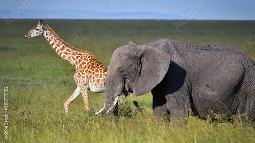 Fototapeta Naklejka Na Ścianę i Meble -  The tallest and the heaviest land mammals, African Elephant and Maasai giraffe in the savannah.