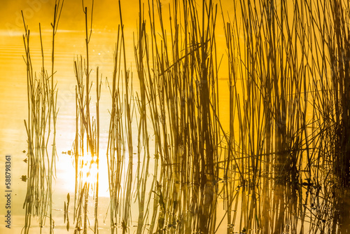 Reed along the edge of a foggy lake under a blue sky in sunlight at sunrise in winter, Almere, Flevoland, The Netherlands, April 4, 2023