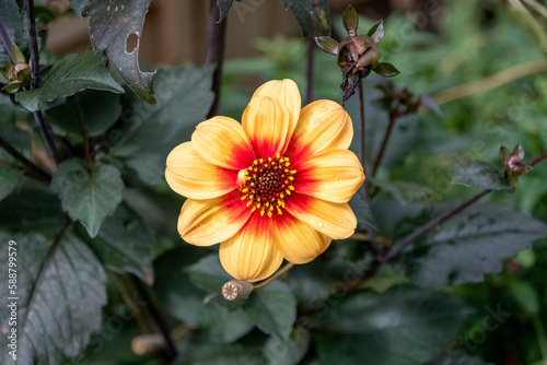 A bloom of the sunshine variety of dahlia. Showing orangey yellow petals with a red centre in a single open spread against the dark burgundy foliage of this variety.