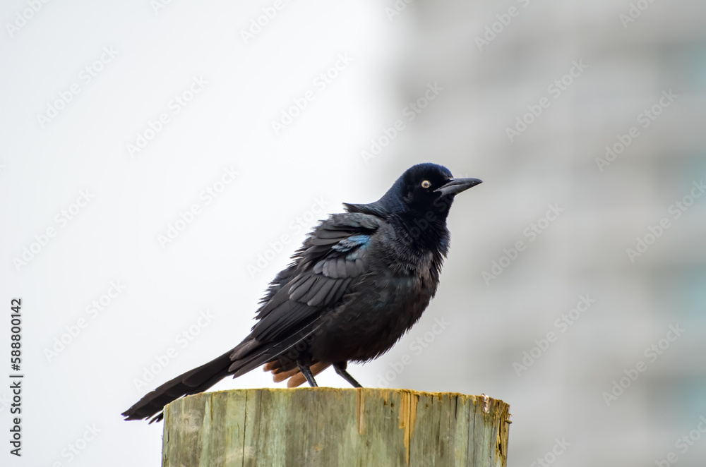 Boat-Tailed Grackle, Coastal Wildlife in Orange Beach, Alabama, seen during Spring Break in March Boat-Tailed Grackle, Coastal Wildlife in Orange Beach, Alabama, seen during Spring Break in March