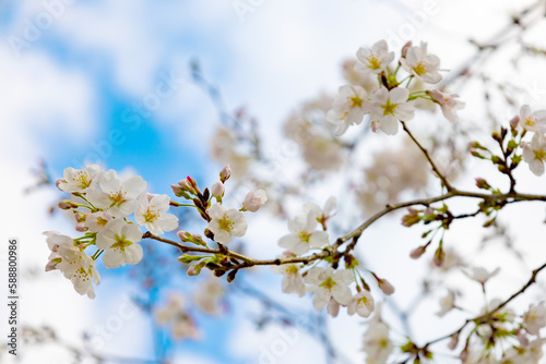 入学・卒業シーズン：昼間の皇居・千鳥ヶ淵に咲く東京の桜の花のアップ（東京都千代田区）