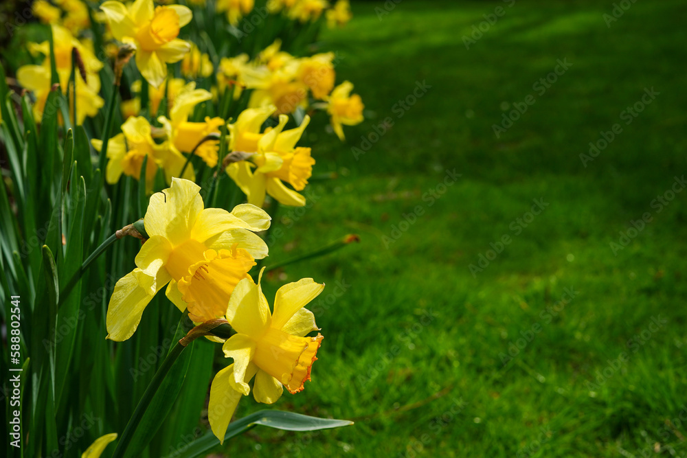 Amazing Yellow Daffodils flower field in green garden . spring background, flower landscape. frame of daffodils flowers Amazing Yellow Daffodils flower field in green garden . spring background, flower landscape. frame of daffodils flowers