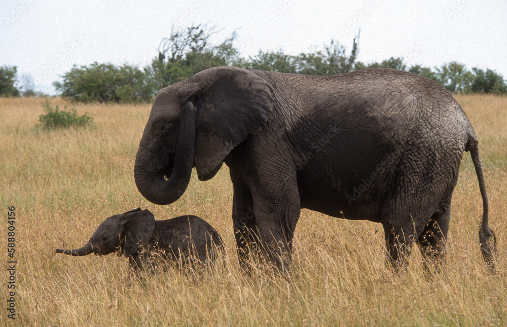 Fototapeta premium Eléphant d'Afrique, Loxodonta africana, gros porteur, Tanzanie