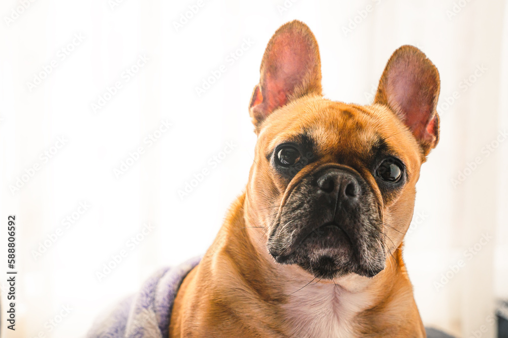 Portrait of a sleepy french bulldog at home, covered with a blanket, posing for dog photoshoot.