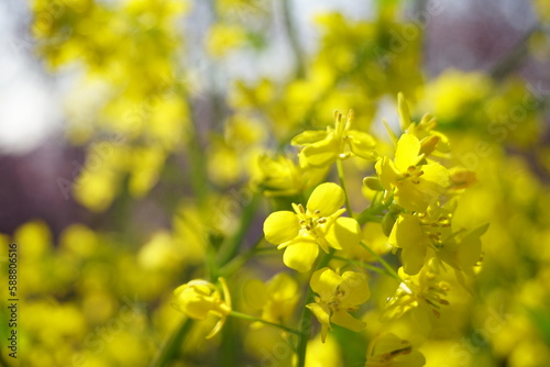 菜の花