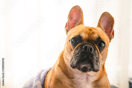 Portrait of a sleepy french bulldog at home, covered with a blanket, posing for dog photoshoot. © Pavel