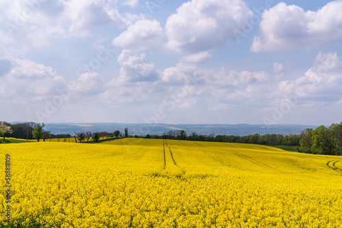 Panorama of rapeseed fields, in the countryside near Dresden in Germany. Blooming yellow canola flower meadows. Rapeseed harvest. Sunny summer day, blue sky and beautiful clouds