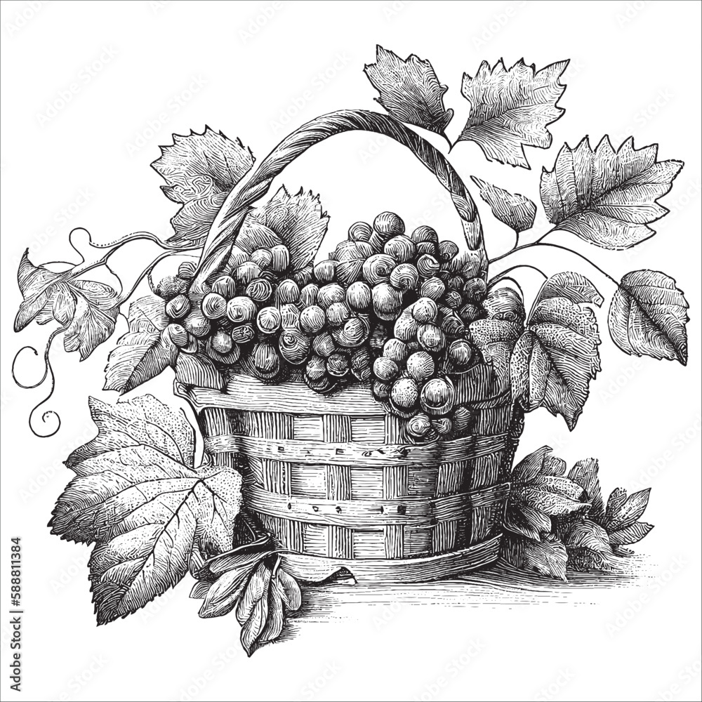 Hand Drawn Engraving Pen and Ink Grapes Inside the Basket Vintage ...