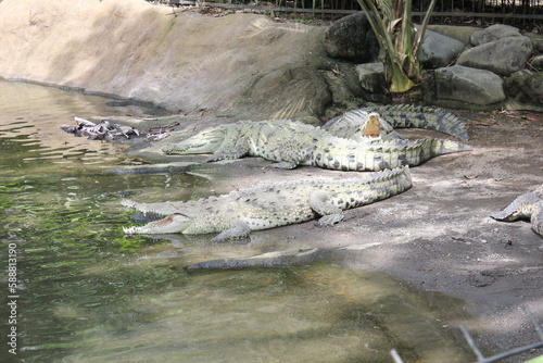 crocodile in captivity