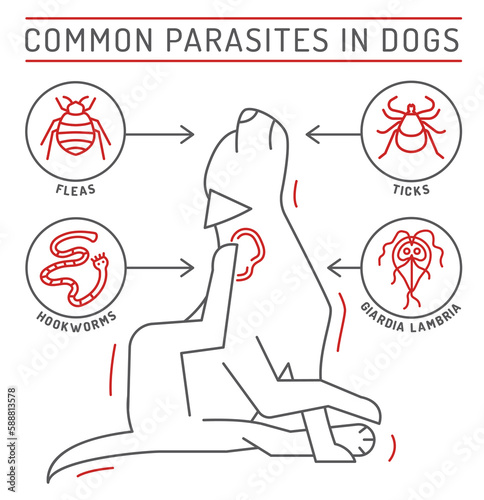 Common external and internal parasites in dogs.