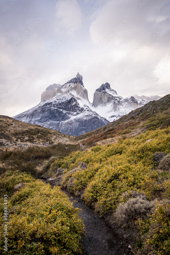 Fototapeta premium Vegetacion y montaña - Torres del paine