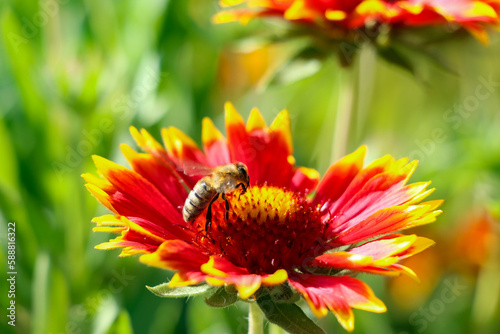 Pszczoła Anthophila zbierająca pyłek z kwiatu Gaillardii