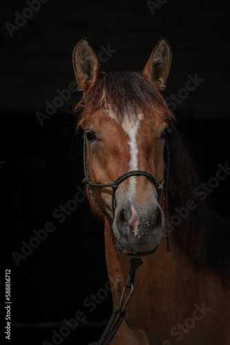 Portrait of a thoroughbred horse on a dark background  close-up.
