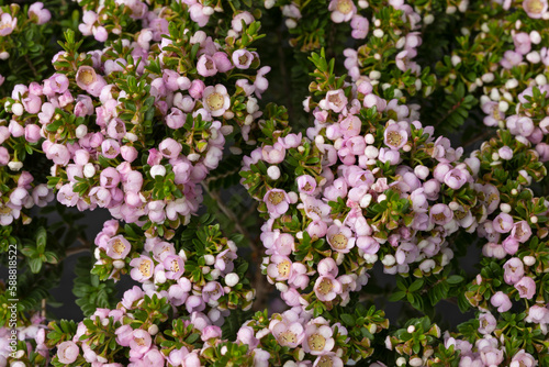 Pink flowering Thryptomene Shrub full frame close up as background