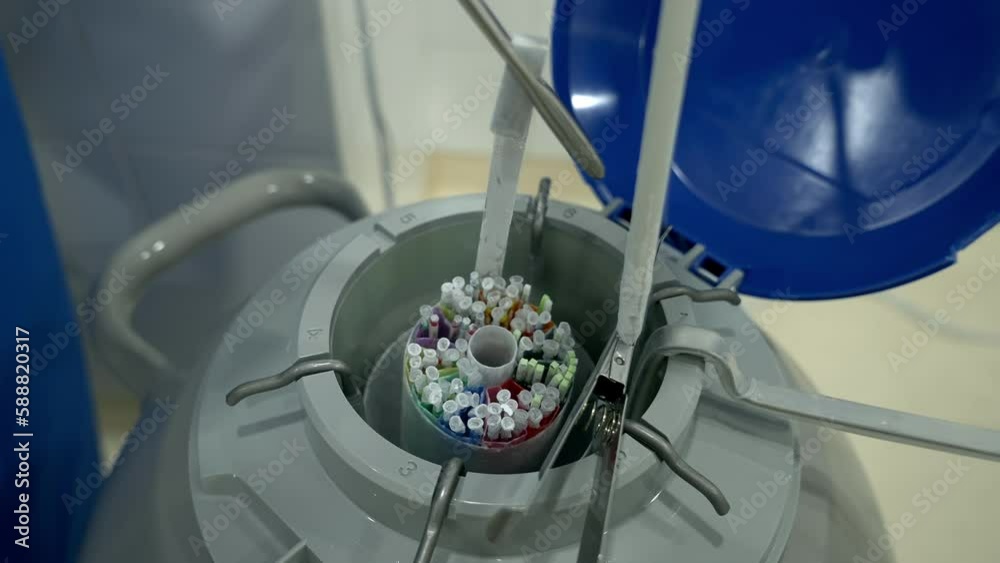 Lifting up the samples from the cold embryo storage container. Storing