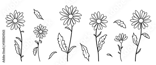 Chamomile flower drawing. Vector set of leaves, chamomile flowers, on a white isolated background. Hand drawn flower object, wild botanical garden. For tea packaging, label, badge, logo, greeting card