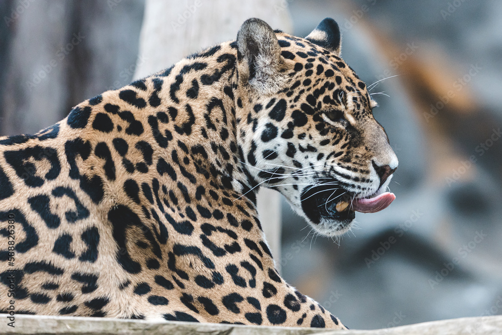 Obraz premium jaguar in zoo