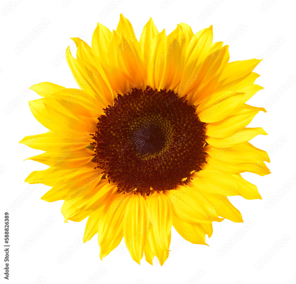 Fototapeta premium Sonnenblume auf weiss als Freisteller